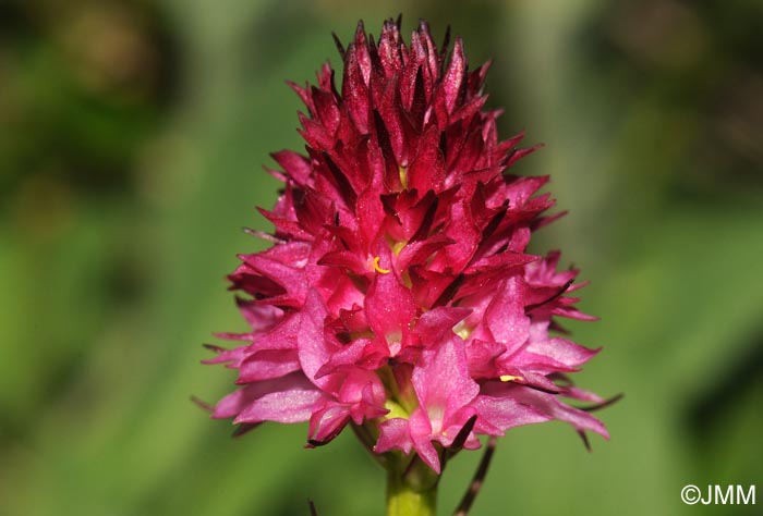 Gymnadenia bicolor = Nigritella bicolor