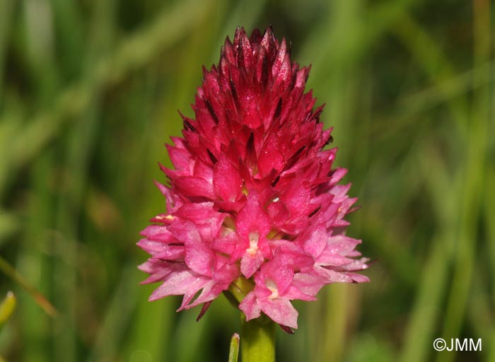 Gymnadenia bicolor = Nigritella bicolor