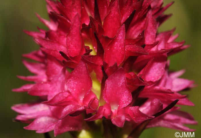 Gymnadenia bicolor = Nigritella bicolor