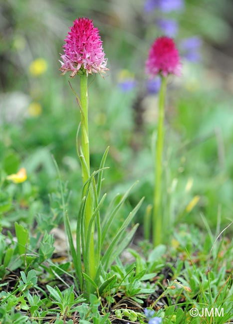 Gymnadenia bicolor = Nigritella bicolor