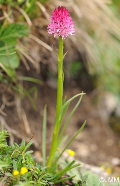 Gymnadenia bicolor = Nigritella bicolor