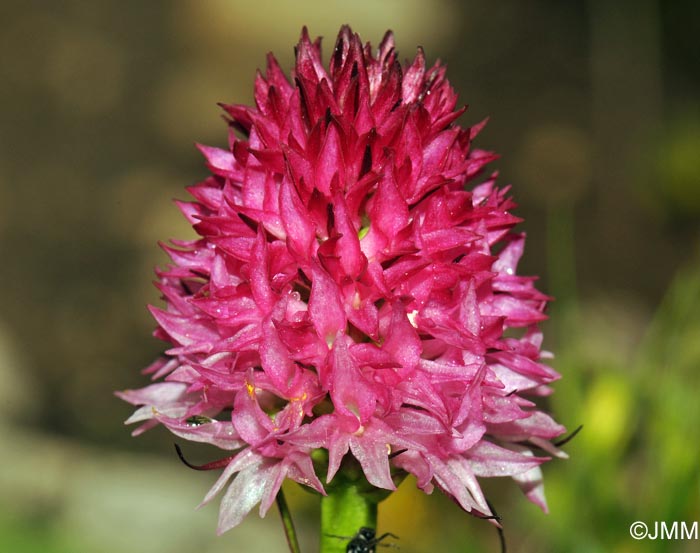 Gymnadenia bicolor = Nigritella bicolor