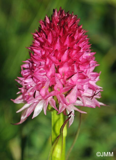 Gymnadenia bicolor = Nigritella bicolor