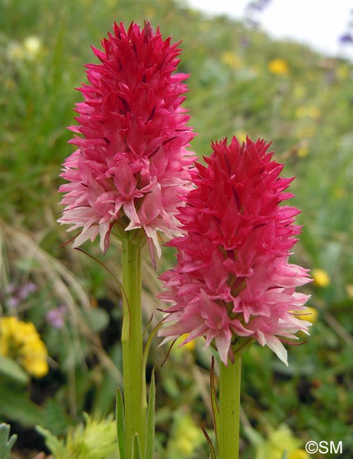 Gymnadenia bicolor = Nigritella bicolor