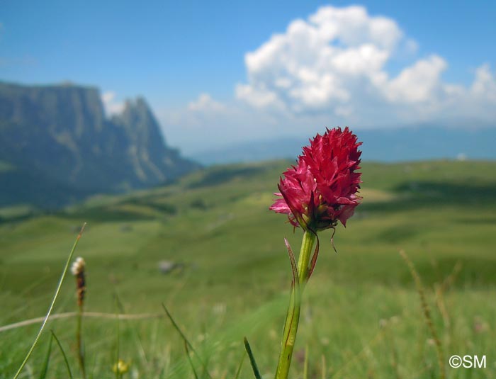 Gymnadenia bicolor = Nigritella bicolor