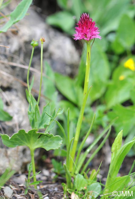 Gymnadenia bicolor et Ranunculus thora