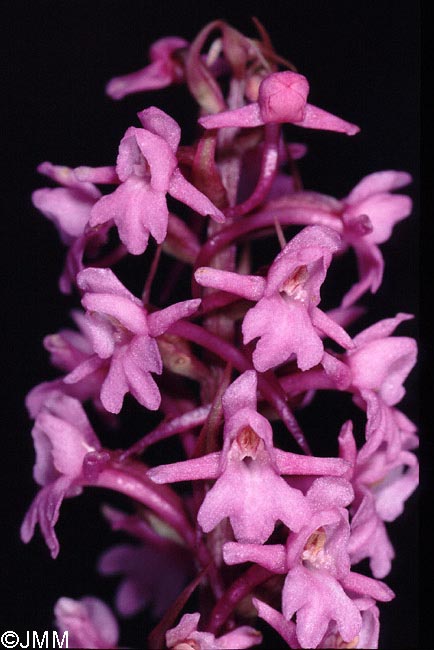 Gymnadenia conopsea var. alpina