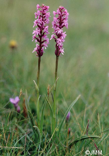 Gymnadenia conopsea var. alpina