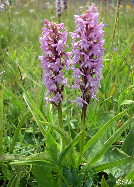 Gymnadenia conopsea var. alpina