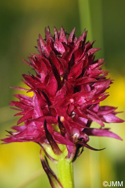 Gymnadenia hygrophila = Nigritella hygrophila