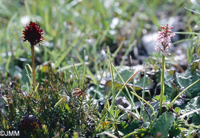 Gymnadenia odoratissima var. idae et Gymnadenia rhellicani