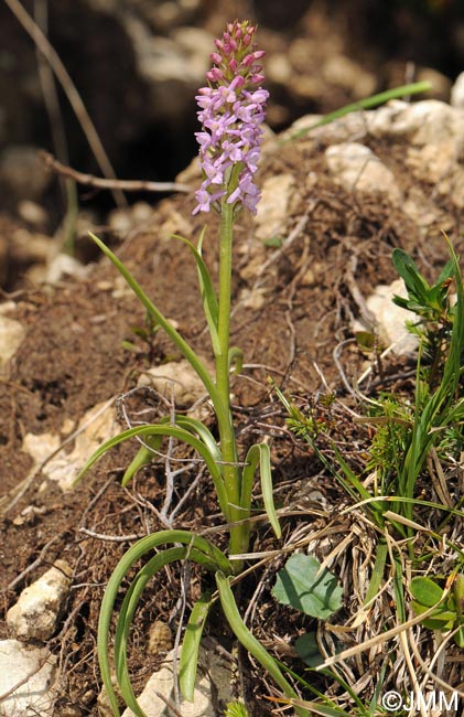 Gymnadenia odoratissima var. idae