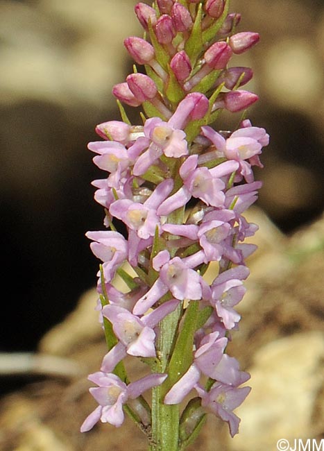 Gymnadenia odoratissima var. idae