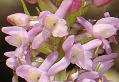 Gymnadenia odoratissima var. idae
