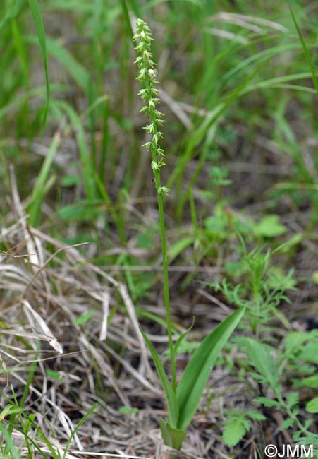 Herminium monorchis