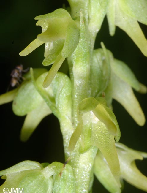 Herminium monorchis