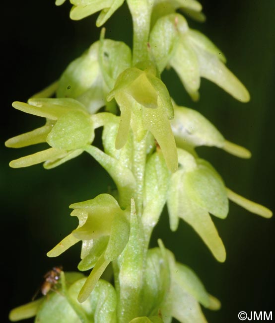 Herminium monorchis