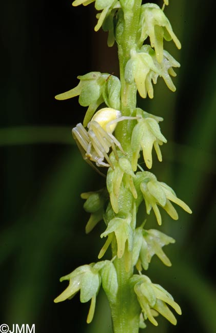 Herminium monorchis