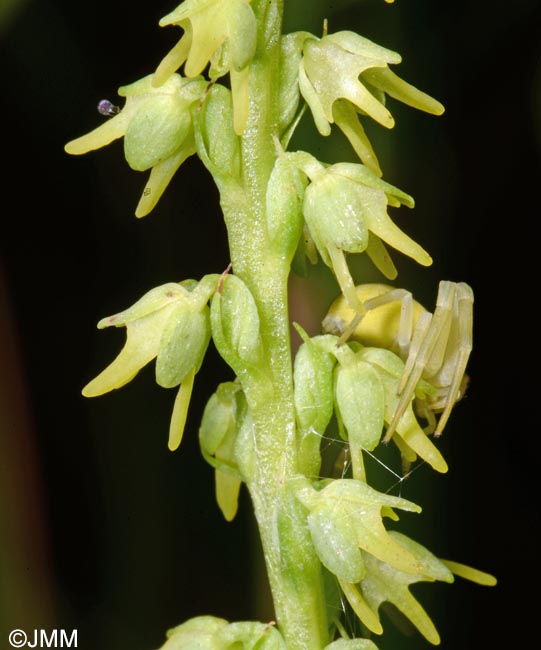 Herminium monorchis & Misumena vatia