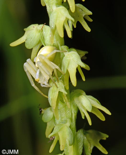 Herminium monorchis & Misumena vatia