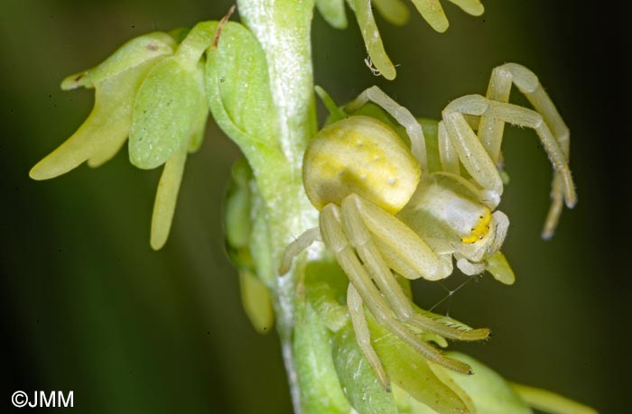 Herminium monorchis & Misumena vatia