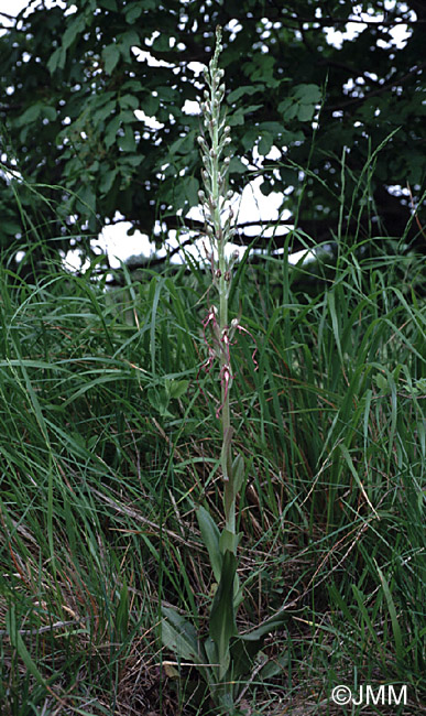 Himantoglossum adriaticum