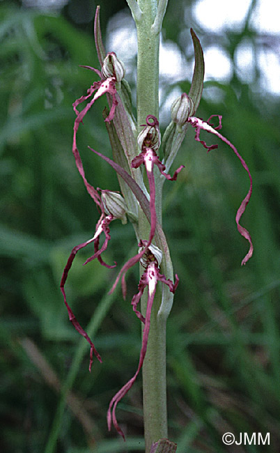 Himantoglossum adriaticum