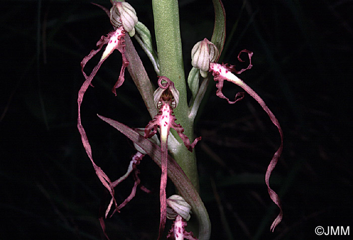 Himantoglossum adriaticum