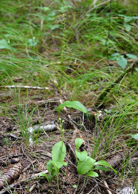 Liparis nemoralis & Malaxis monophyllos