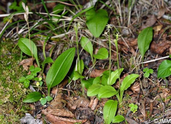 Liparis nemoralis & Malaxis monophyllos