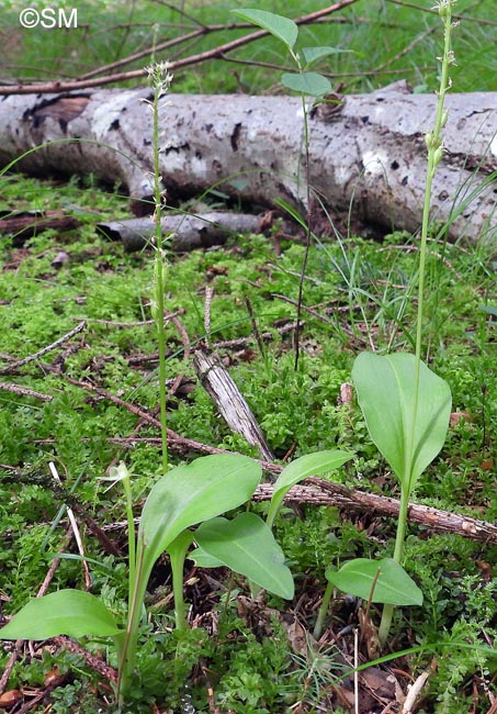 Liparis nemoralis & Malaxis monophyllos