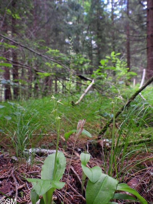 Liparis nemoralis & Malaxis monophyllos