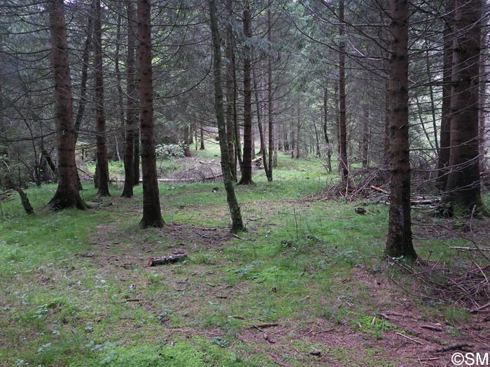 Liparis nemoralis : biotope