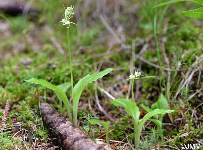 Liparis nemoralis