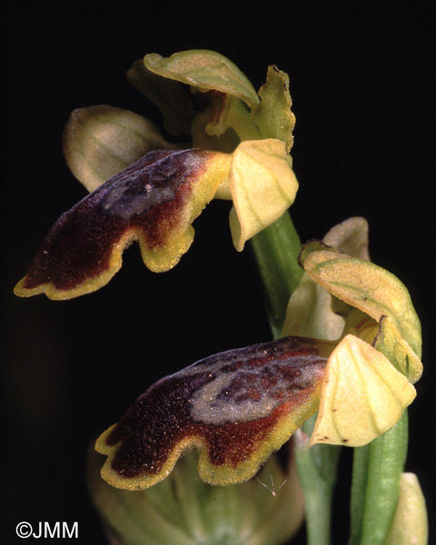 Ophrys flammeola