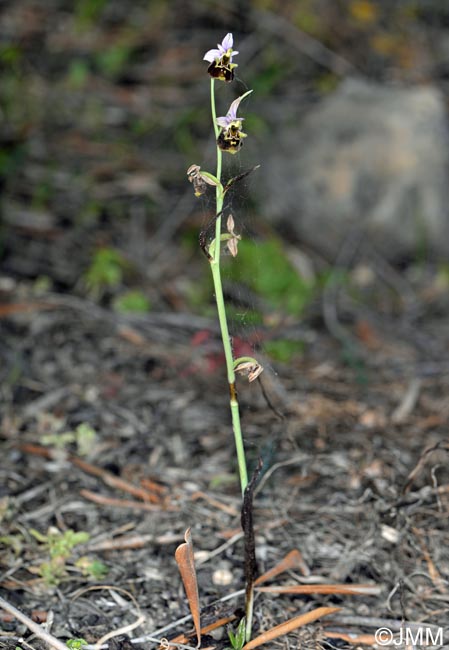 Ophrys apennina