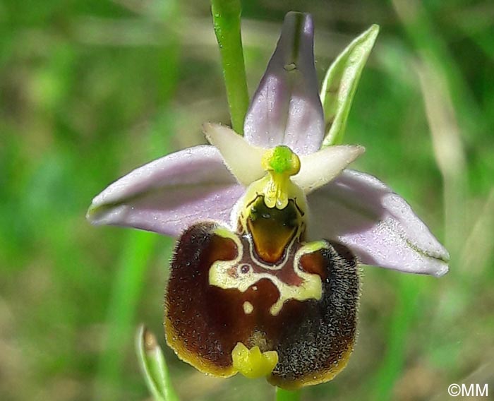 Ophrys apennina