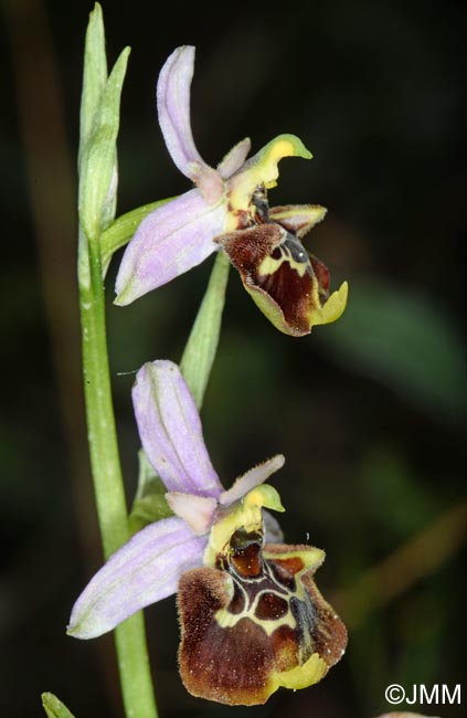 Ophrys apennina