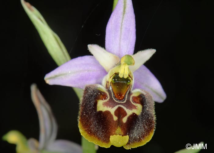 Ophrys apennina