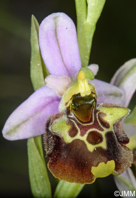 Ophrys apennina