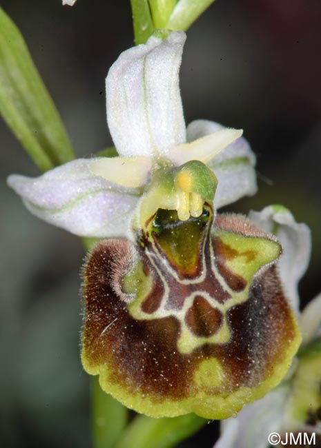 Ophrys apennina