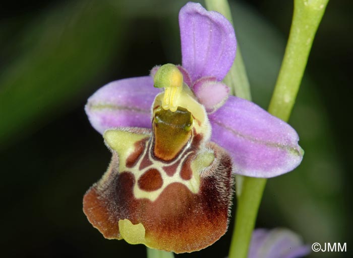 Ophrys apennina