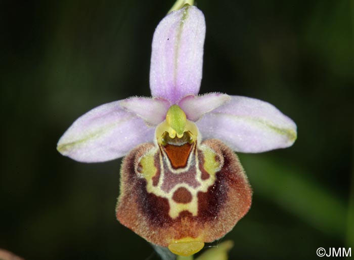 Ophrys apennina