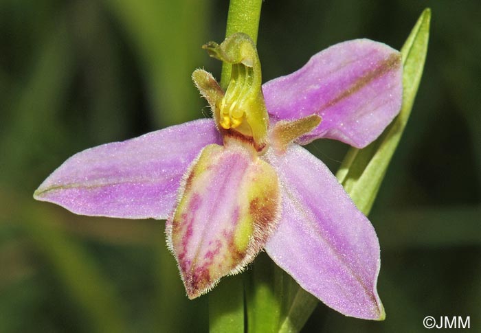 Ophrys apifera f. tilaventina