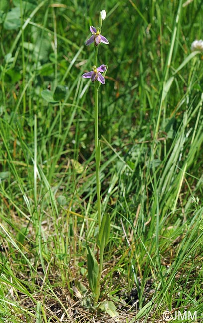 Ophrys apifera f. tilaventina