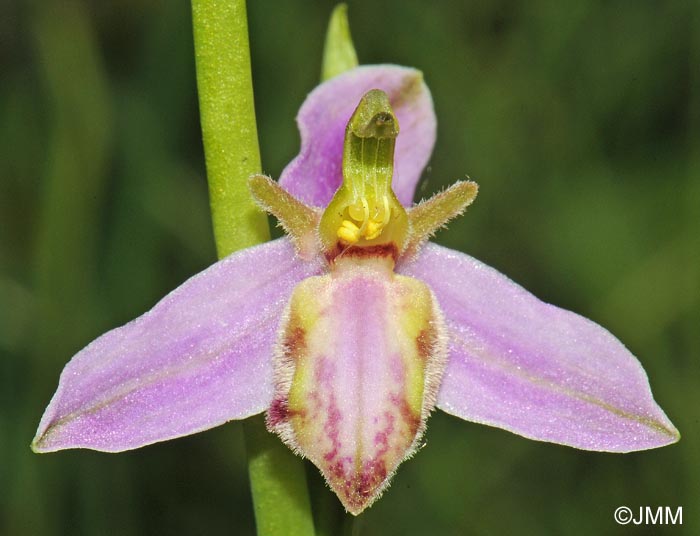 Ophrys apifera f. tilaventina