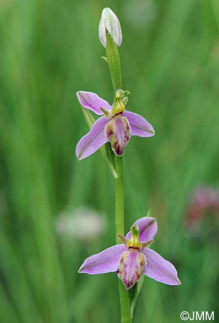 Ophrys apifera f. tilaventina