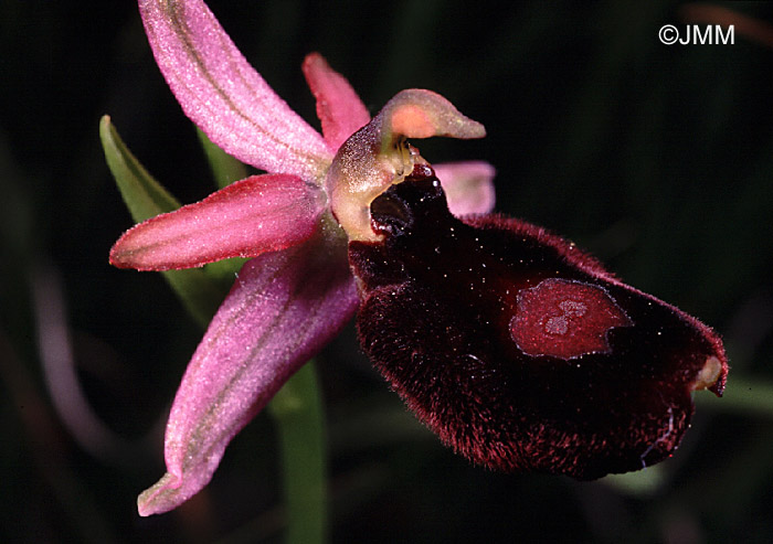 Ophrys benacensis