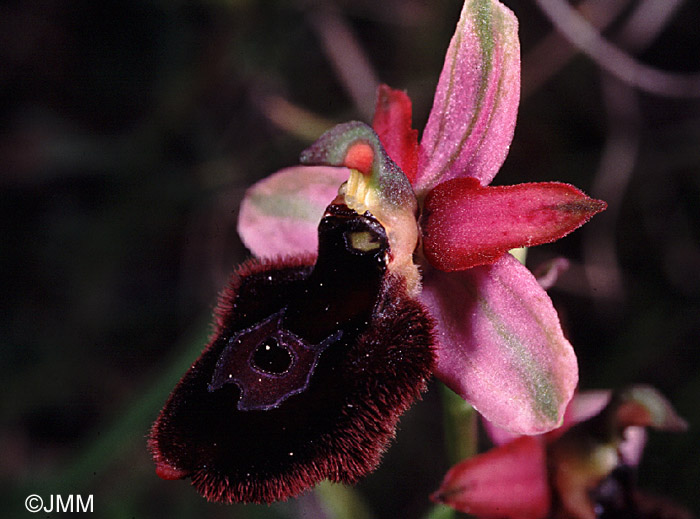 Ophrys benacensis