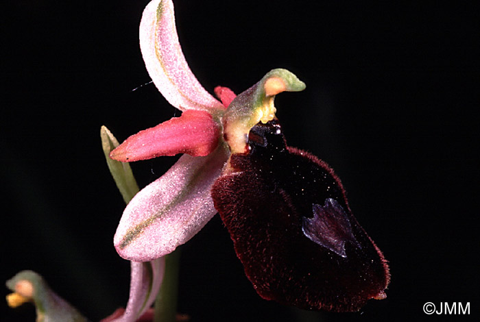 Ophrys benacensis